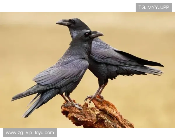 乌鸦连胜不止，主帅称团队信心爆棚，乌鸦的阵容